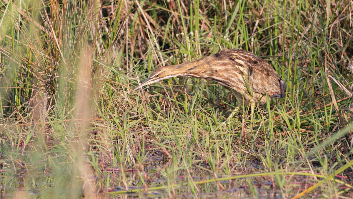 American Bittern - ML645612735