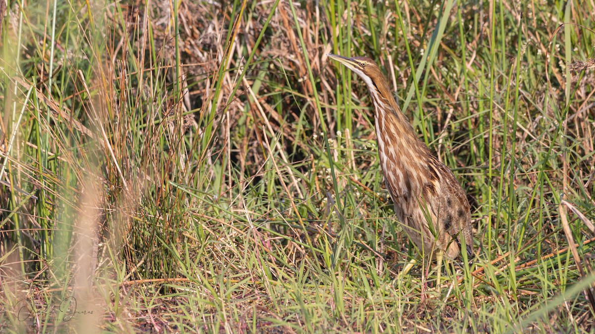 American Bittern - ML645612736