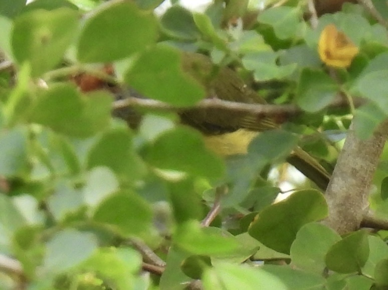 Rufous-browed Peppershrike - ML645612738