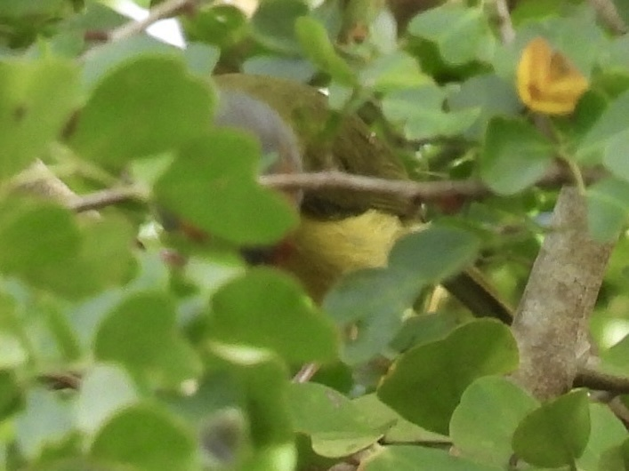 Rufous-browed Peppershrike - ML645612739