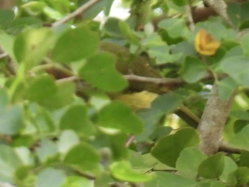 Rufous-browed Peppershrike - ML645612740
