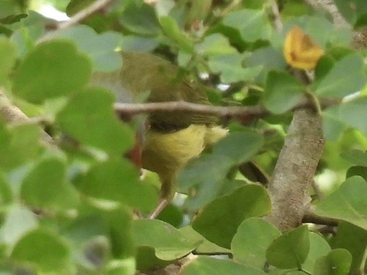 Rufous-browed Peppershrike - ML645612741