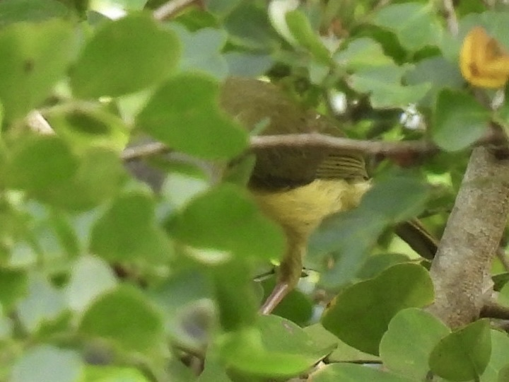 Rufous-browed Peppershrike - ML645612742