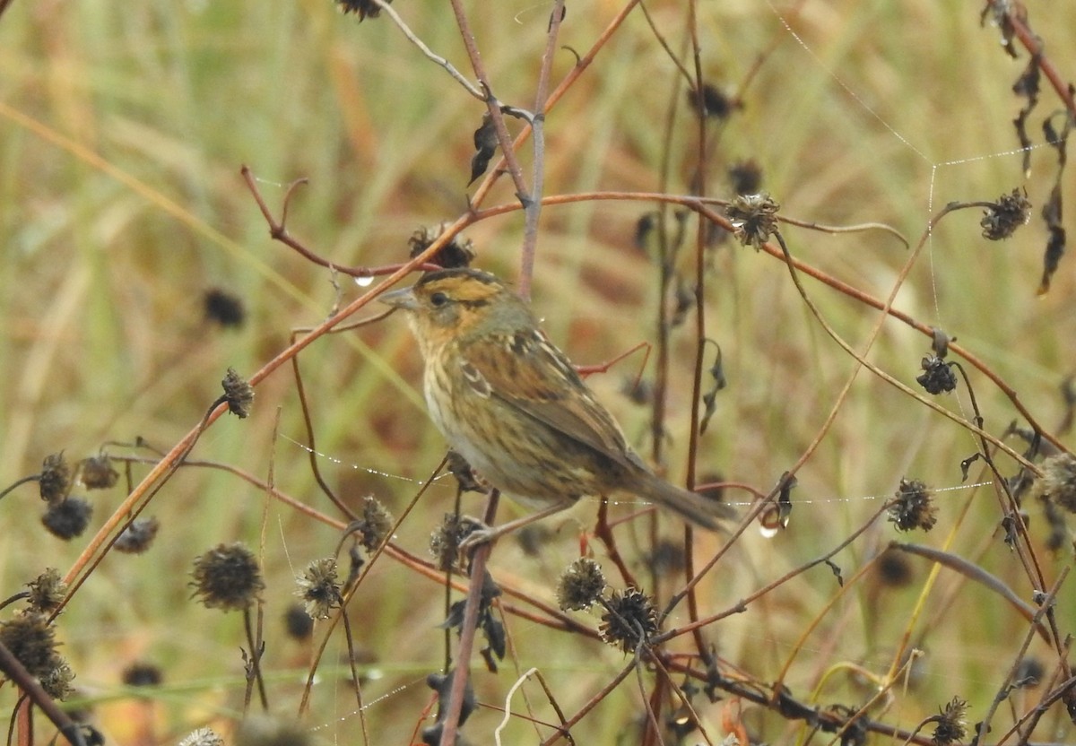 Nelson's Sparrow - ML645612743