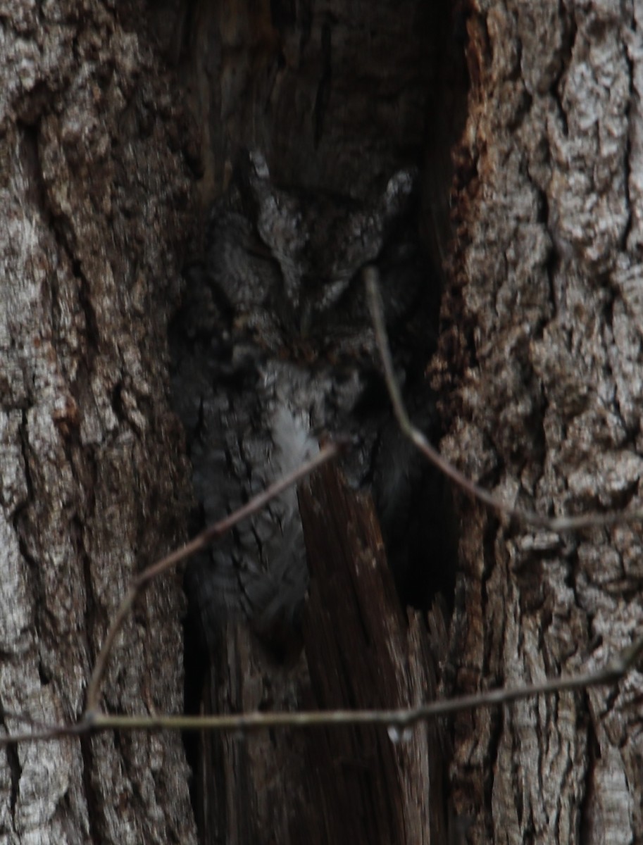 ヒガシアメリカオオコノハズク - ML645612744