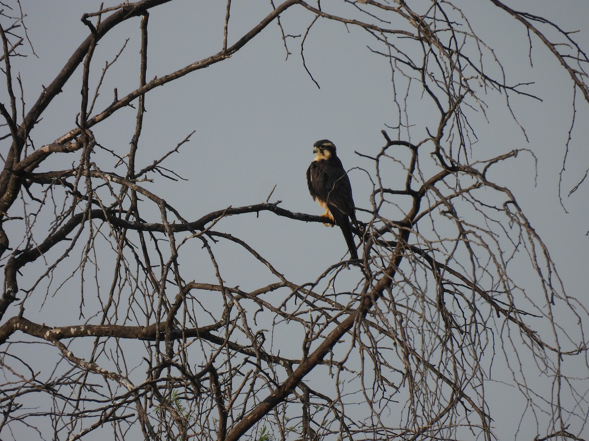 Aplomado Falcon - ML645612749