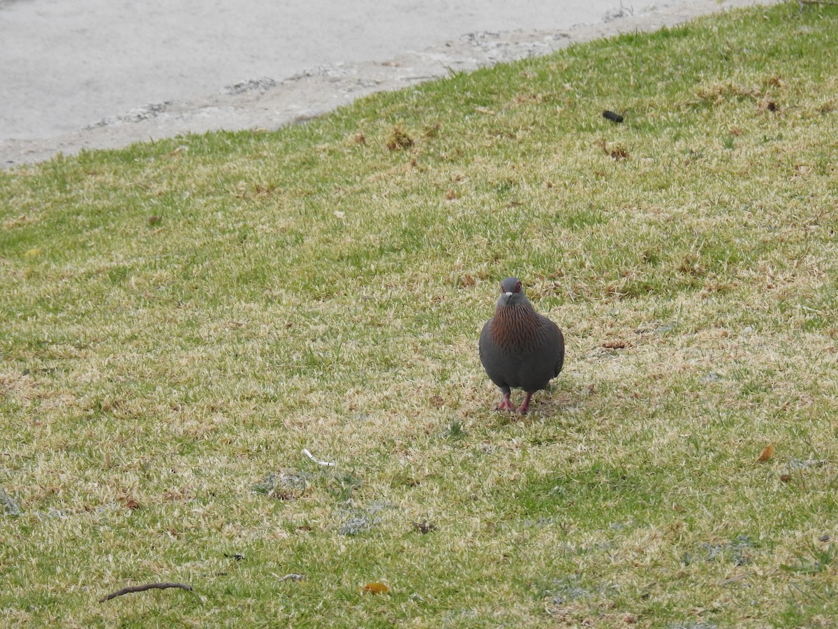 Speckled Pigeon - ML645612750