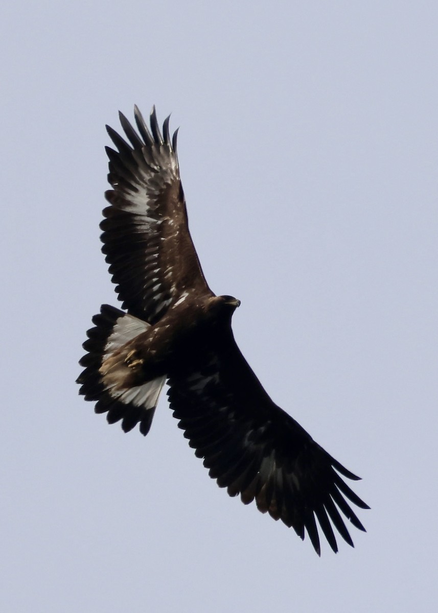 Golden Eagle - ML645612751