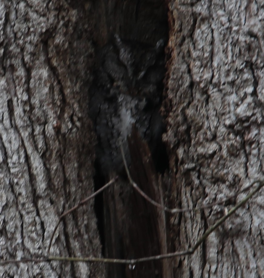 ヒガシアメリカオオコノハズク - ML645612753