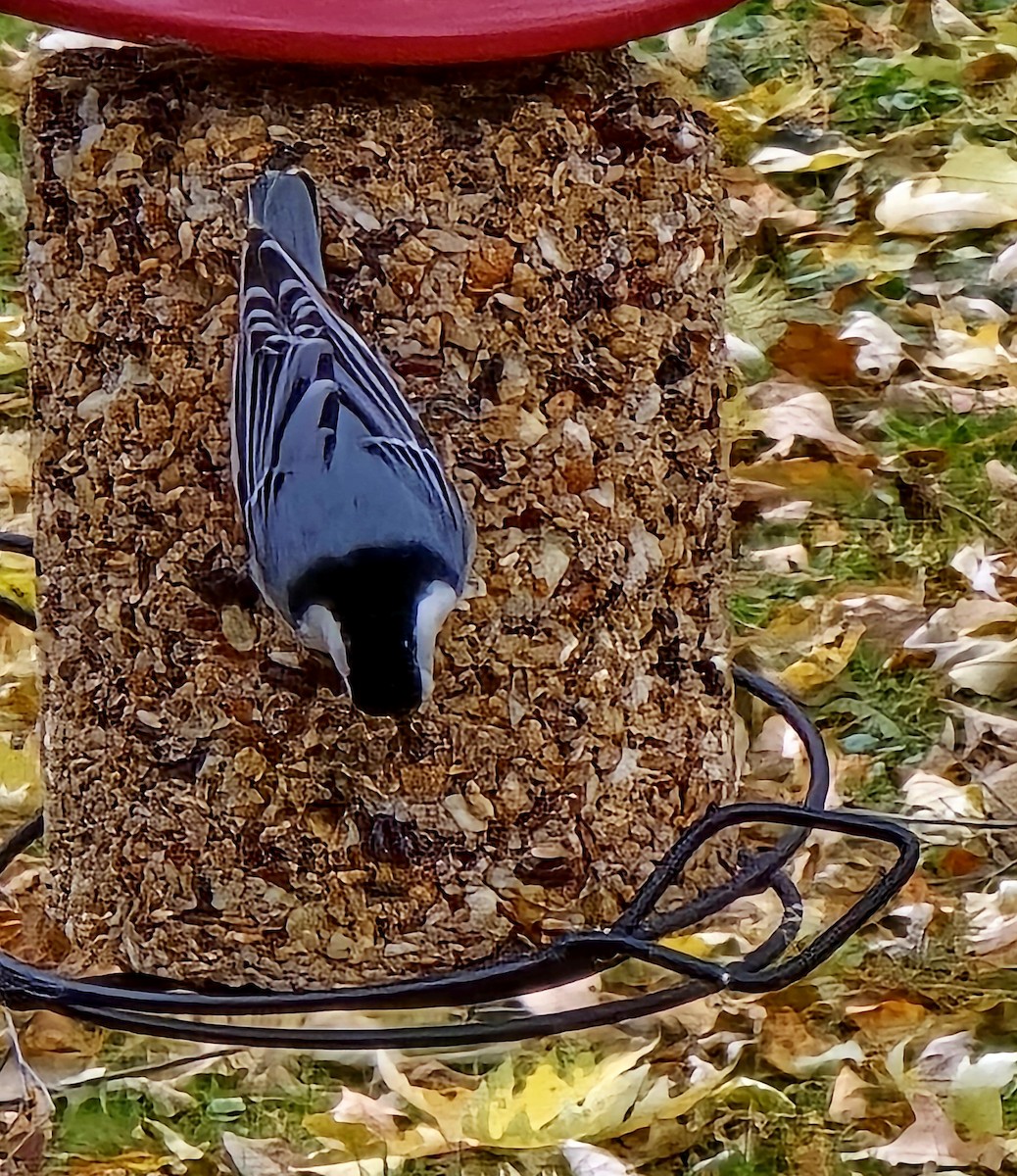 Beyaz Göğüslü Sıvacı - ML645612754