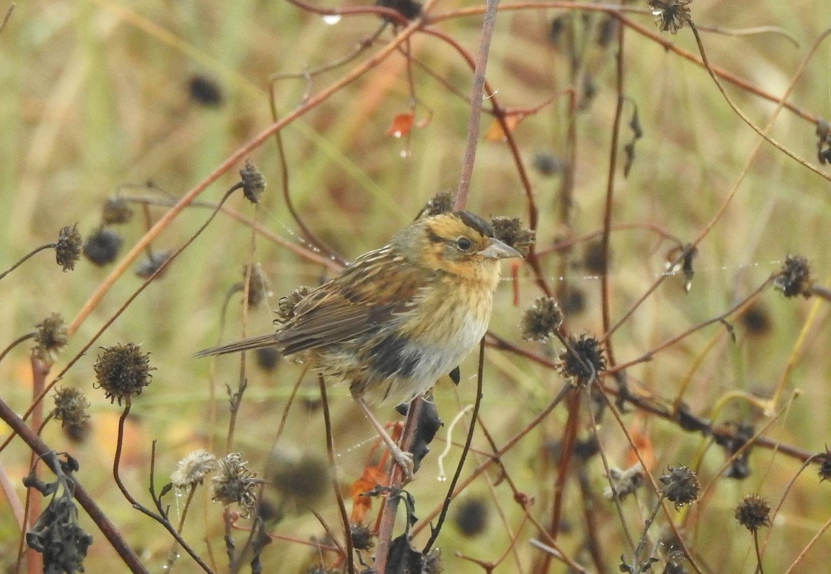 Nelson's Sparrow - ML645612756