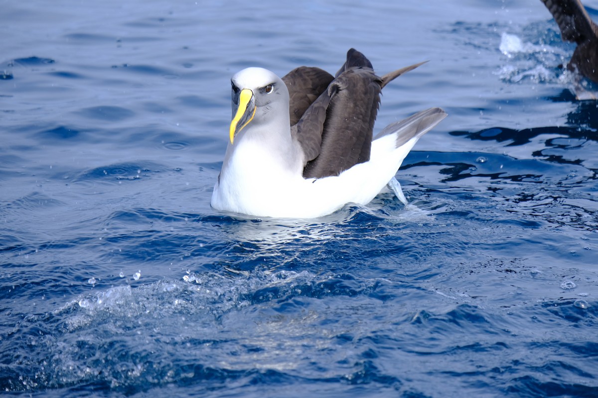Buller's Albatross - ML645612759