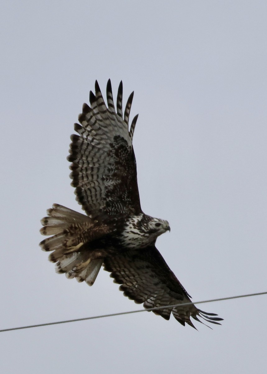Red-tailed Hawk - ML645612764
