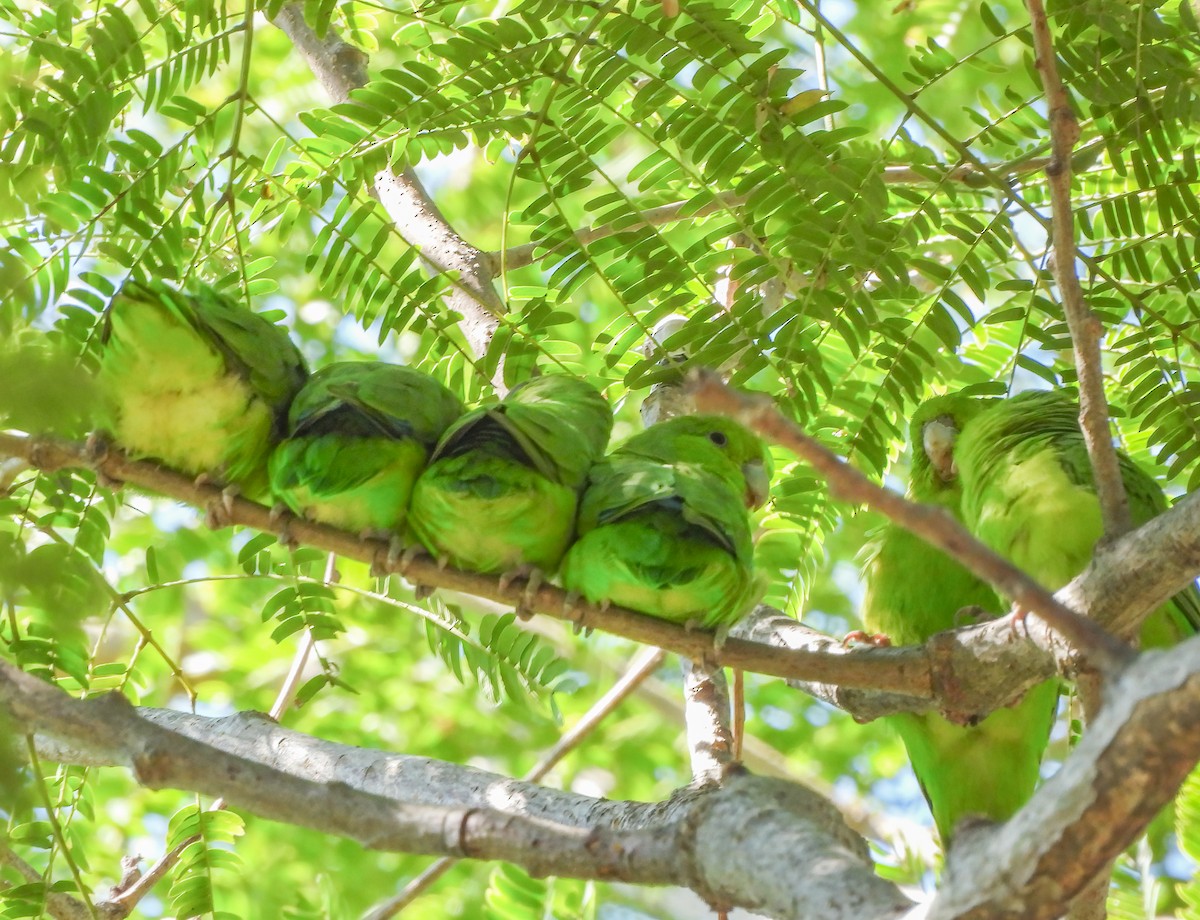 sinaloapapitt - ML645612765