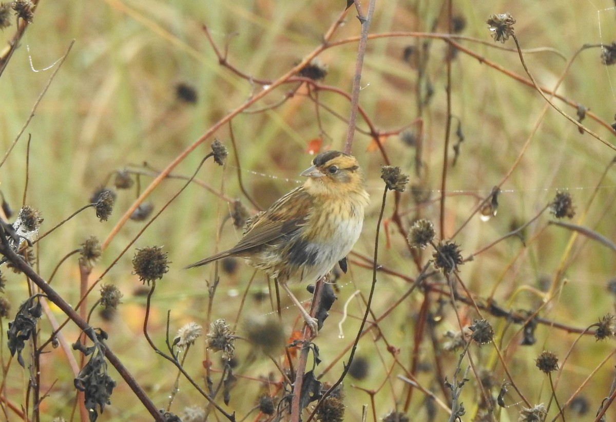 Nelson's Sparrow - ML645612767