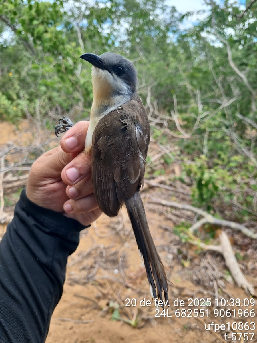 Кукліло бурий - ML645612777