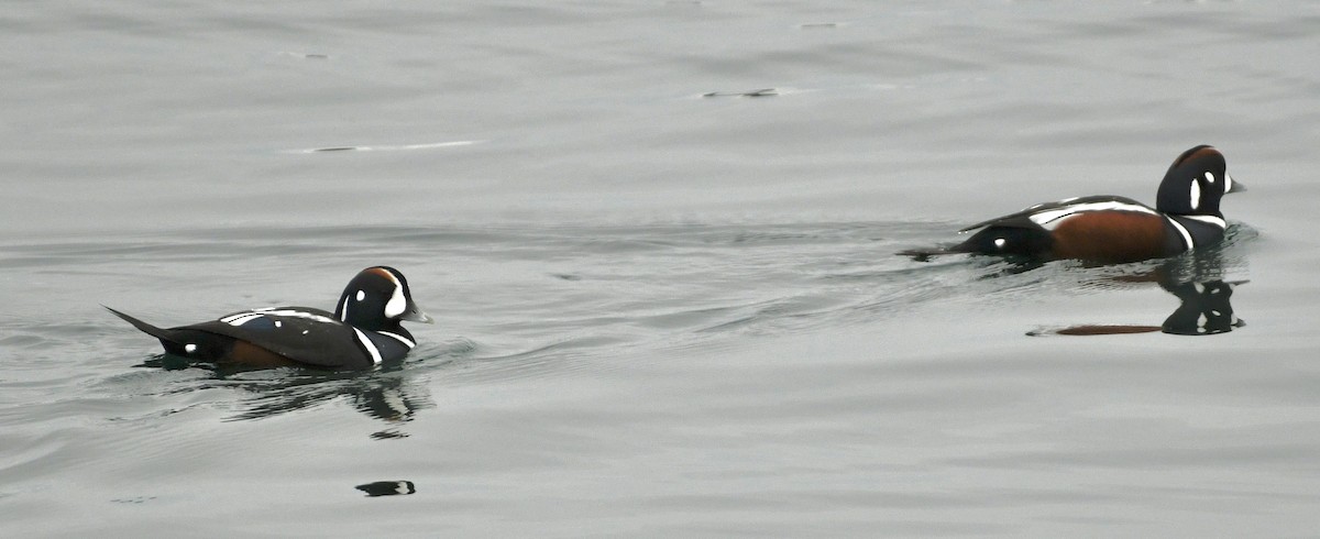 Ahate arlekina - ML645612779