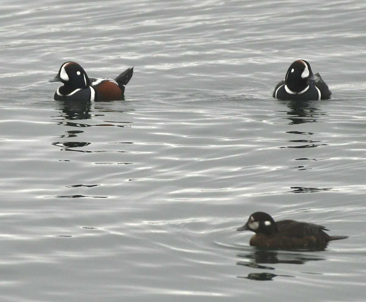 Ahate arlekina - ML645612780