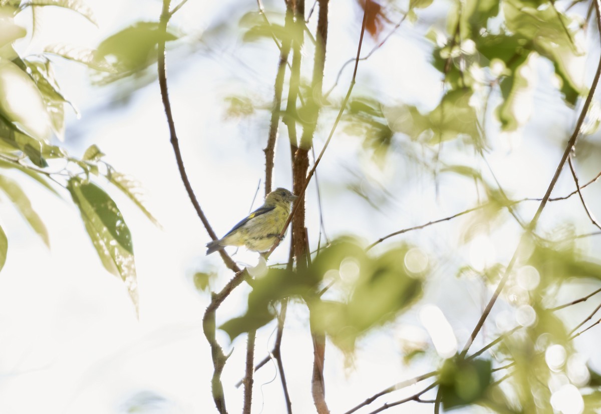 Yellow-bellied Siskin - ML645612792