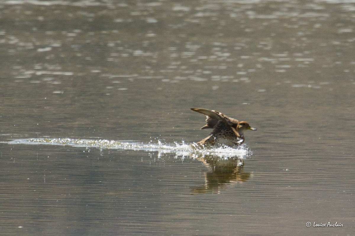 gulnebbstjertand - ML645612793