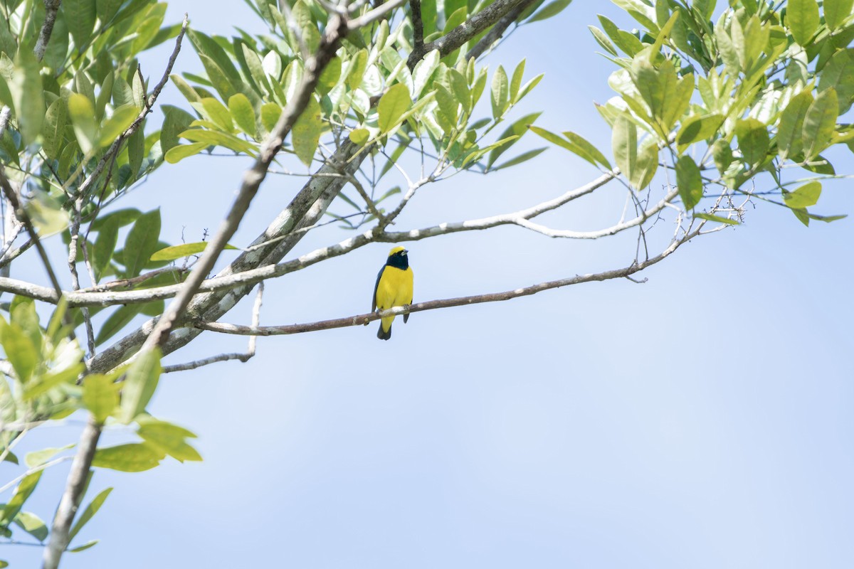 libohlásek žlutotemenný - ML645612795