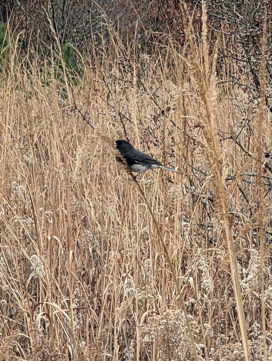 Dark-eyed Junco (Slate-colored) - ML645612799
