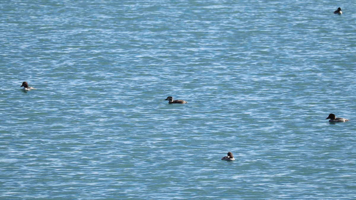 Long-tailed Duck - ML645612801