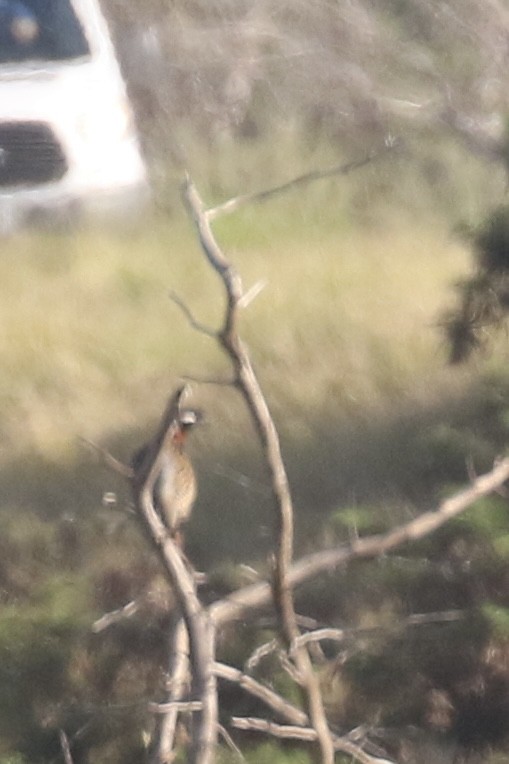 Black Francolin (Eastern) - ML645612802
