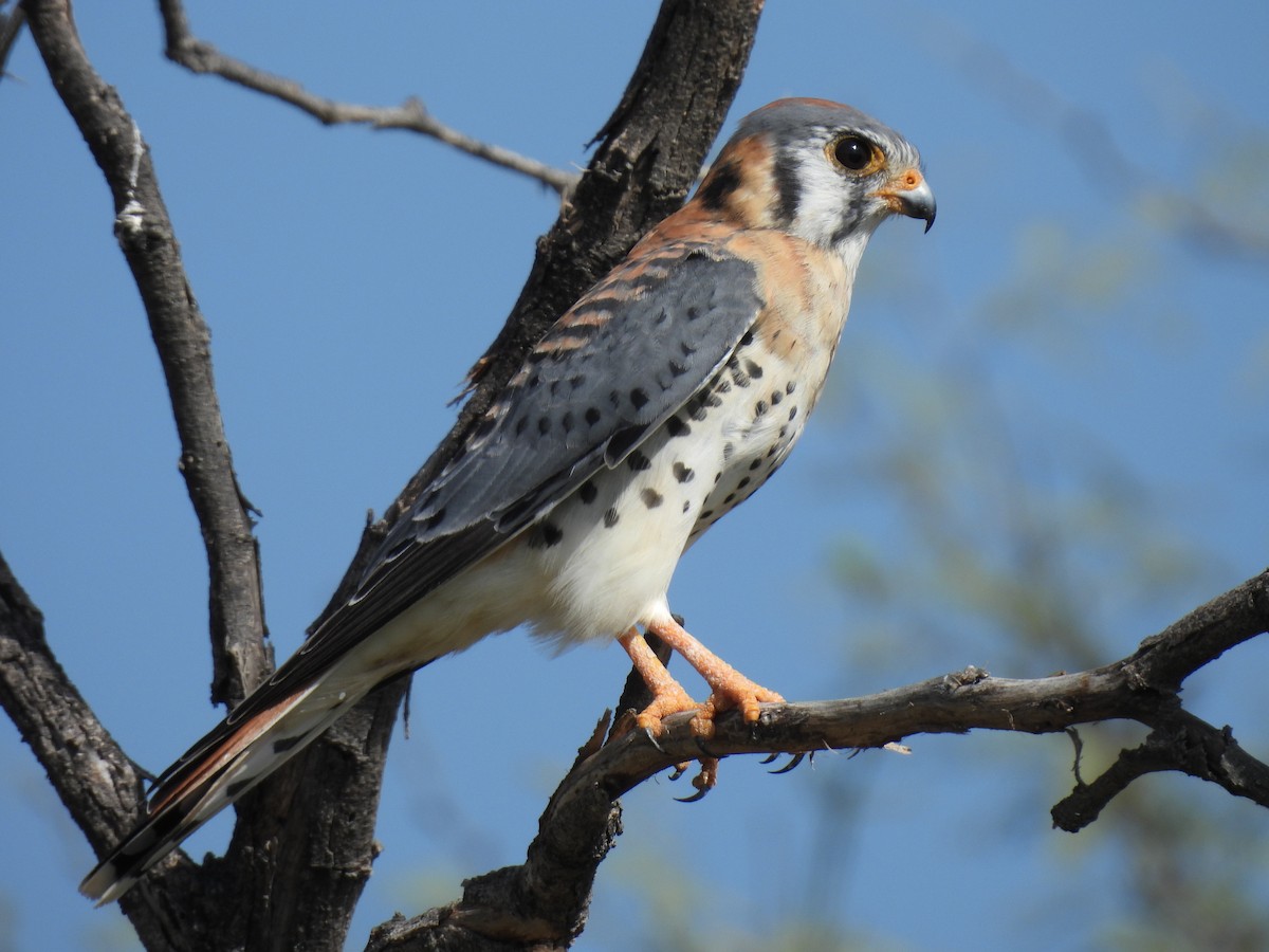 American Kestrel - ML645612803