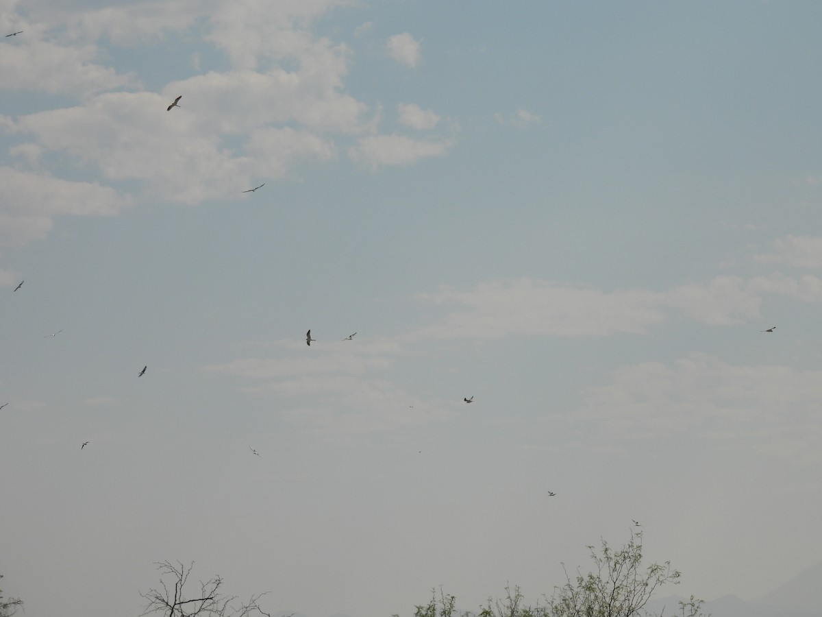 White-tailed Kite - ML645612812