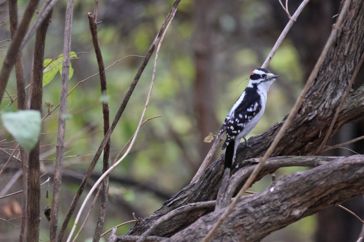 Downy Woodpecker - ML645612814