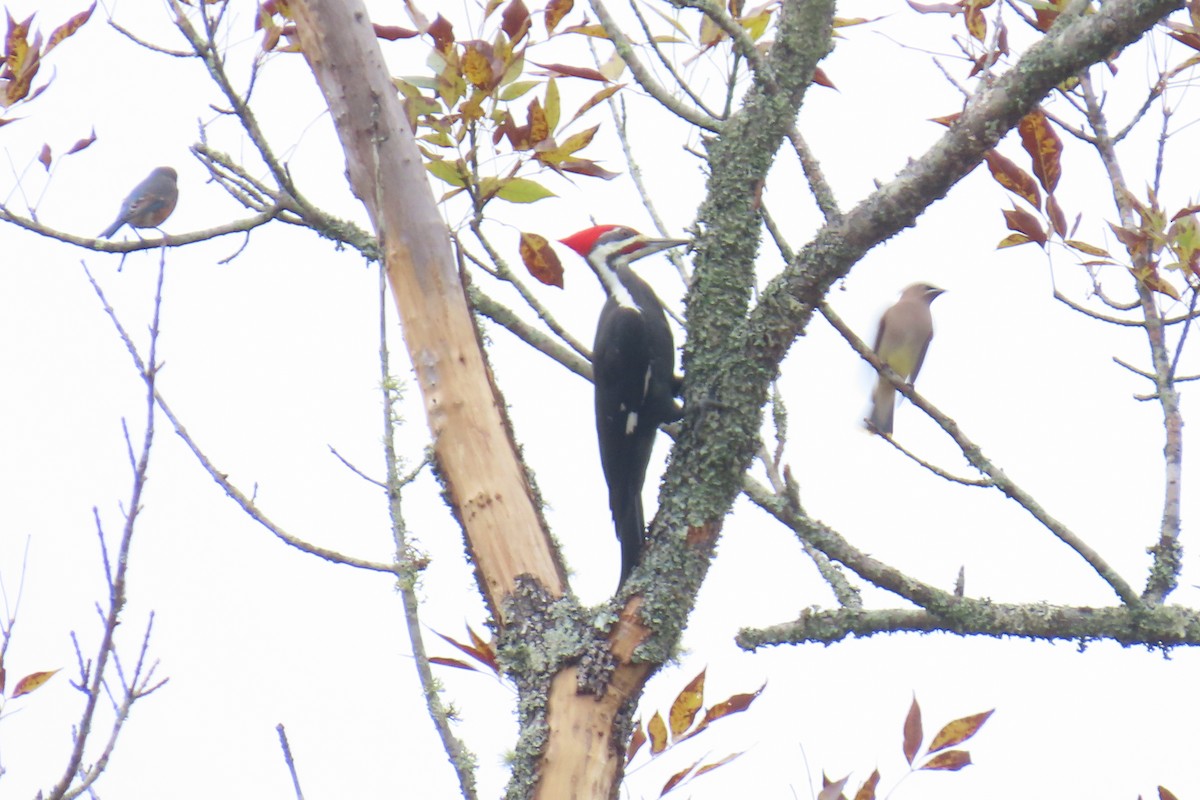 Жовна північна - ML645612819