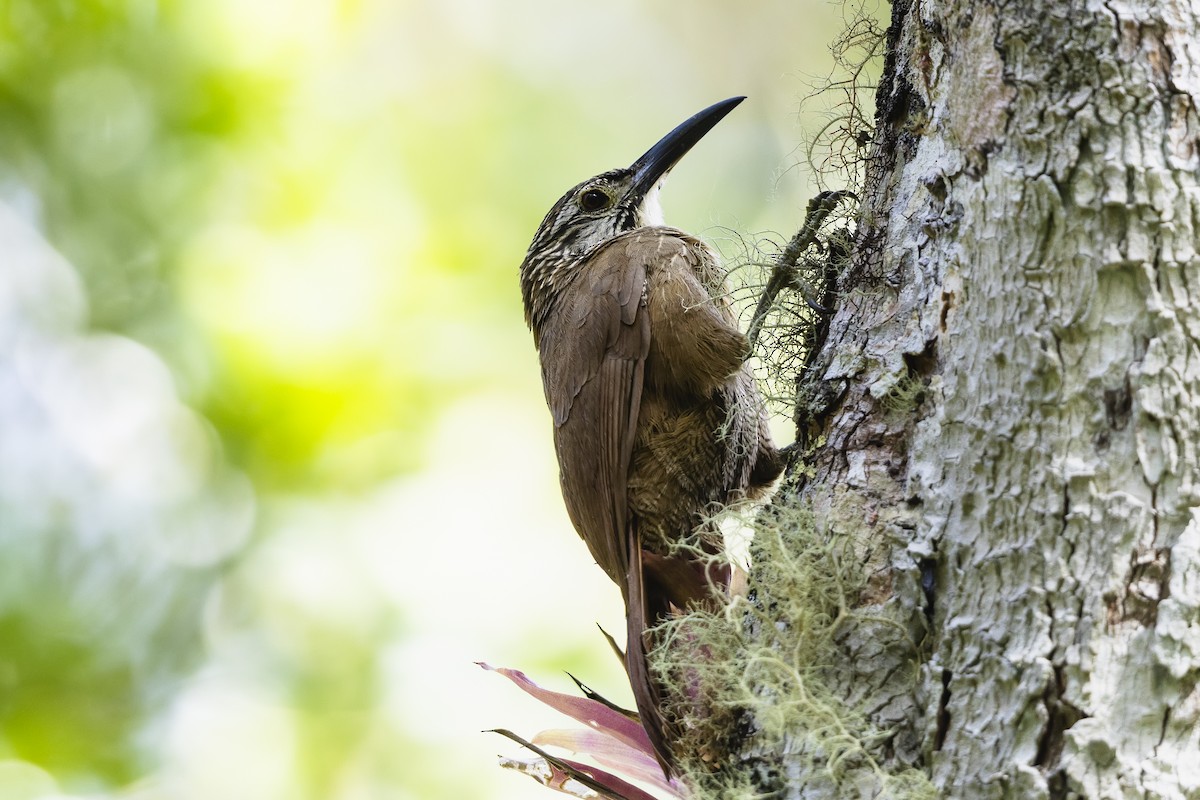 Grimpar à gorge blanche - ML645612822