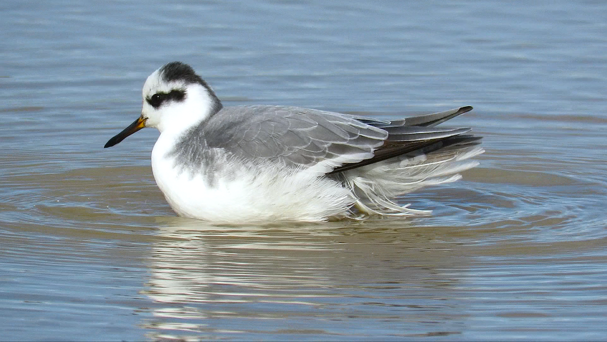 灰瓣足鷸 - ML645612826