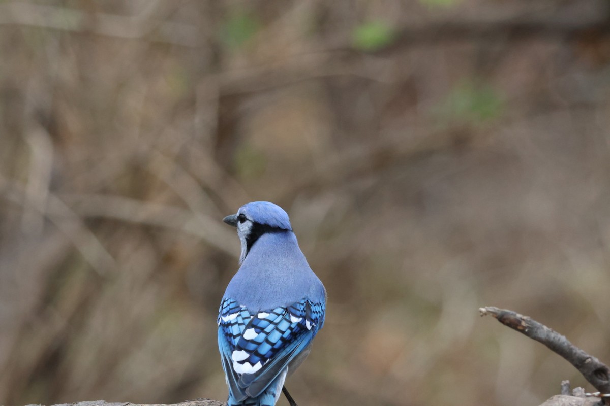 Blue Jay - ML645612827