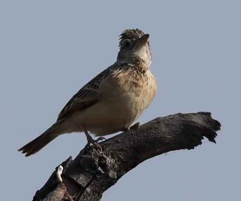 African Pipit - ML645612839