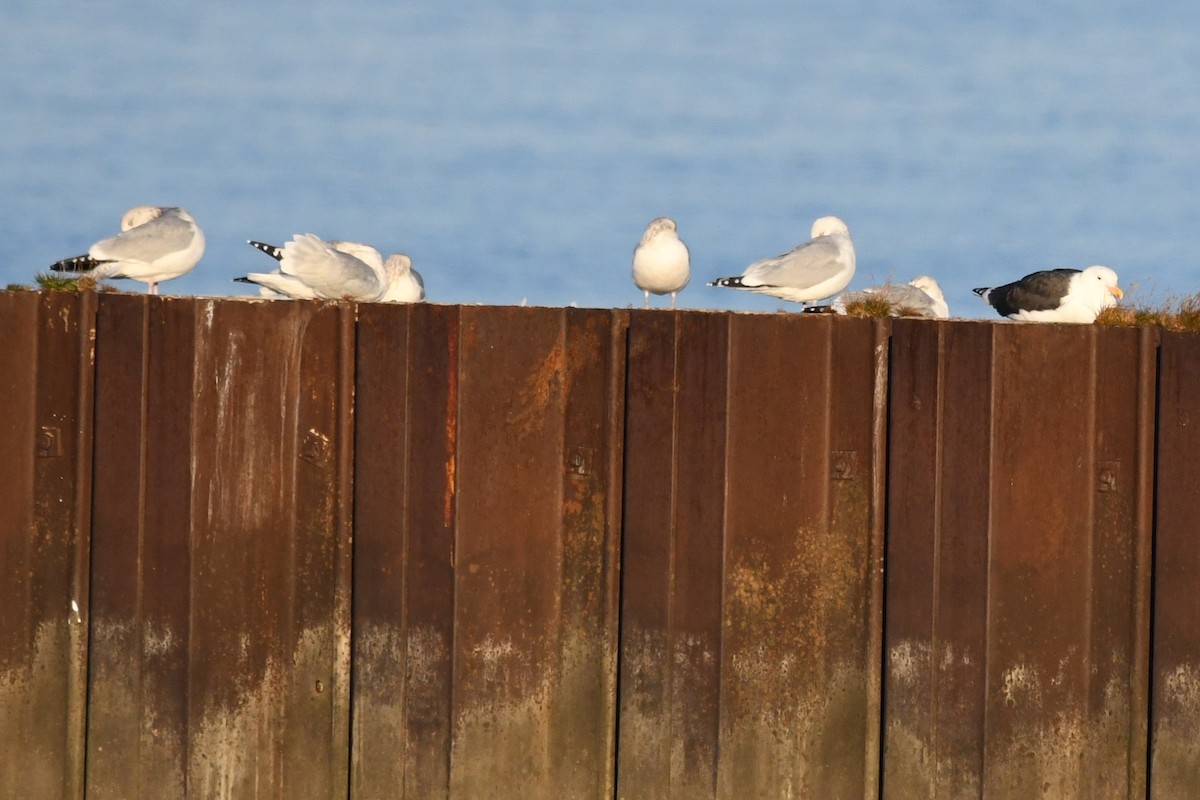 Great Black-backed Gull - ML645612841
