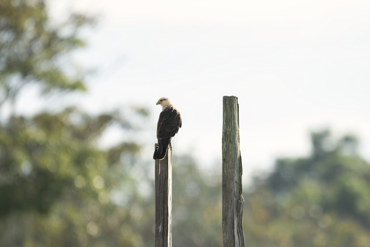 čimango žlutavý - ML645612845