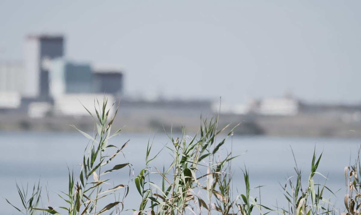 cistovník rákosníkový - ML645612849