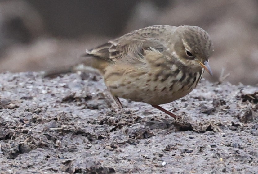 linduška tundrová - ML645612855