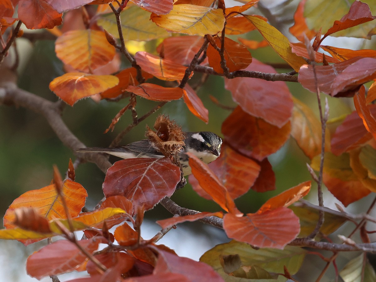 Black-throated Gray Warbler - ML645612856
