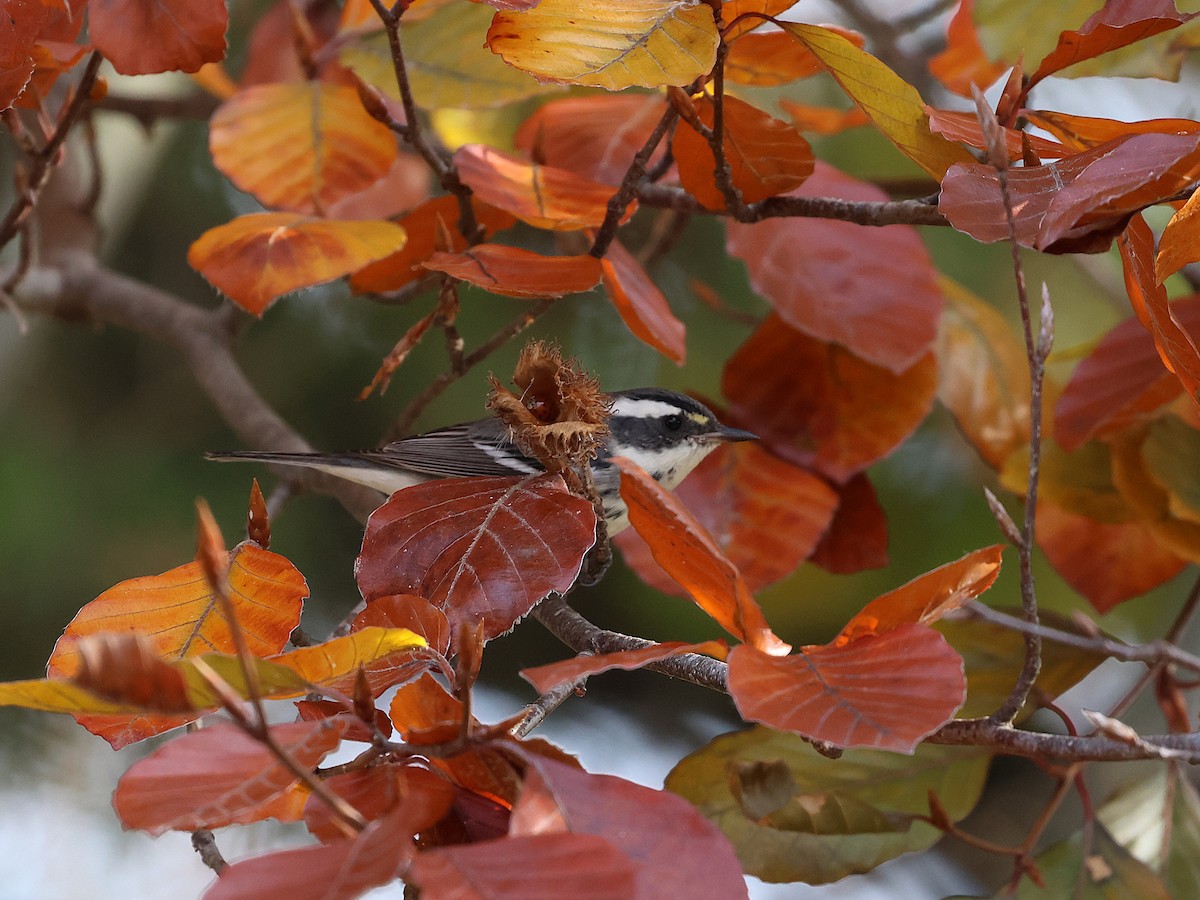Black-throated Gray Warbler - ML645612857