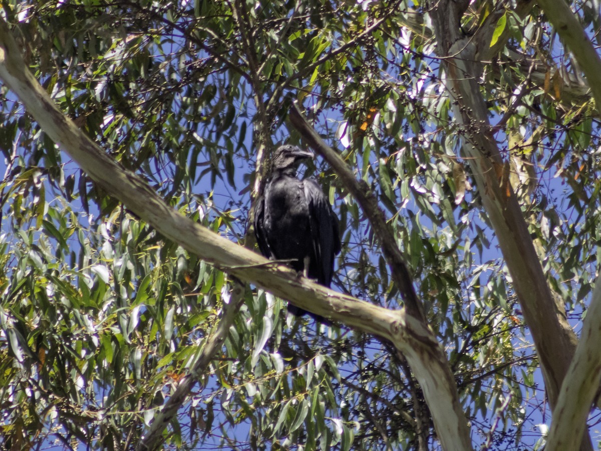 Black Vulture - ML645612859