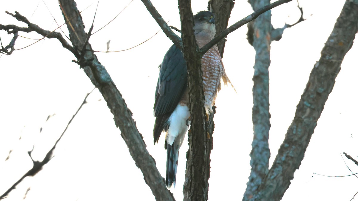 クーパーハイタカ - ML645612863