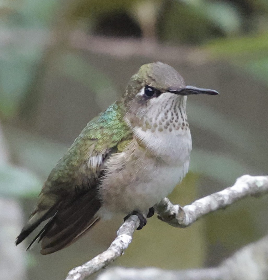 Ruby-throated Hummingbird - ML645612864
