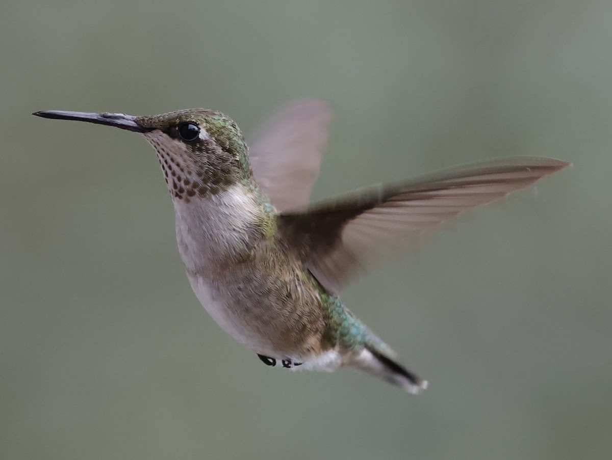 Ruby-throated Hummingbird - ML645612865