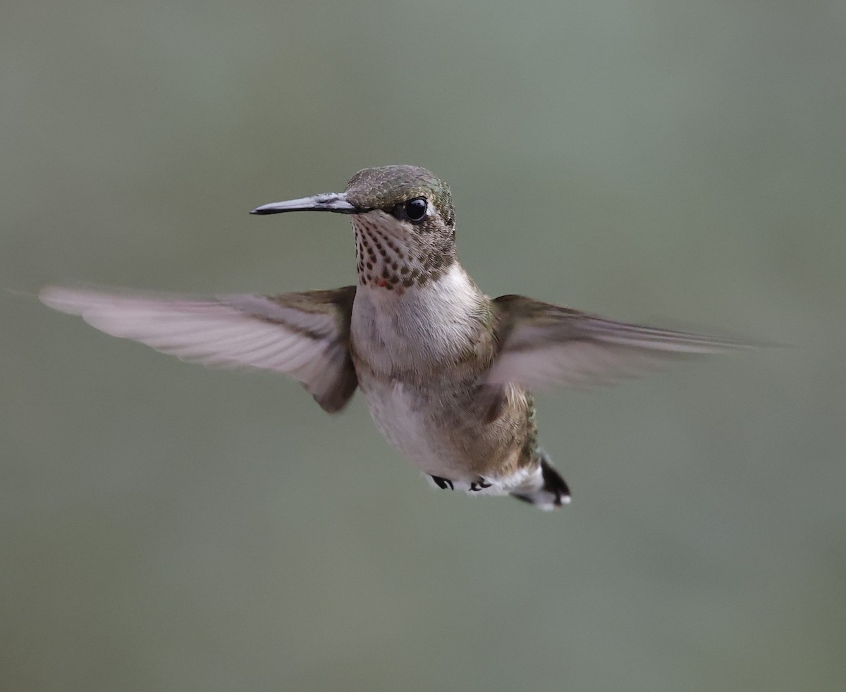 Ruby-throated Hummingbird - ML645612866