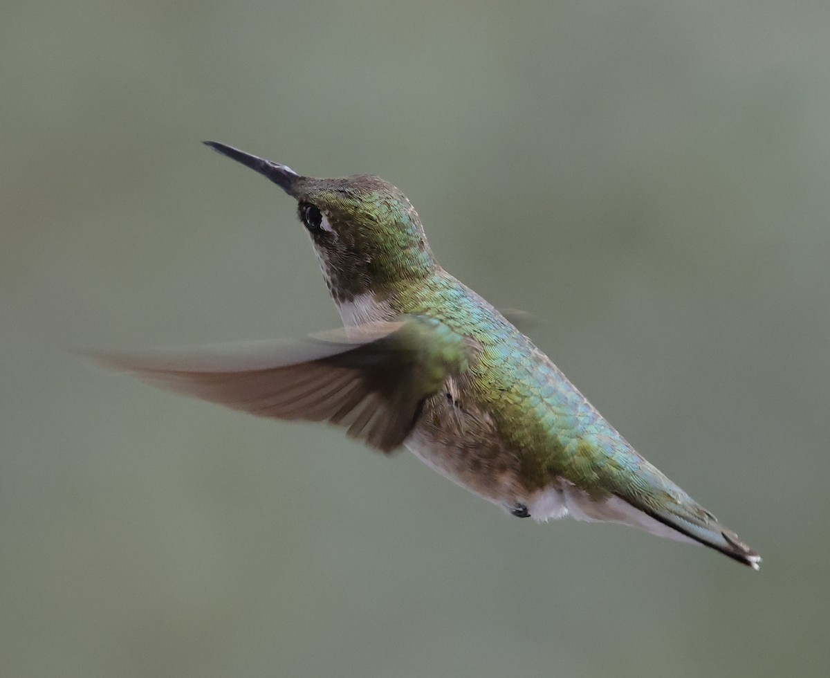 Ruby-throated Hummingbird - ML645612867