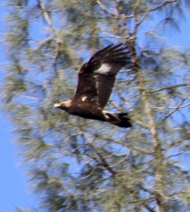 Golden Eagle - ML645612869