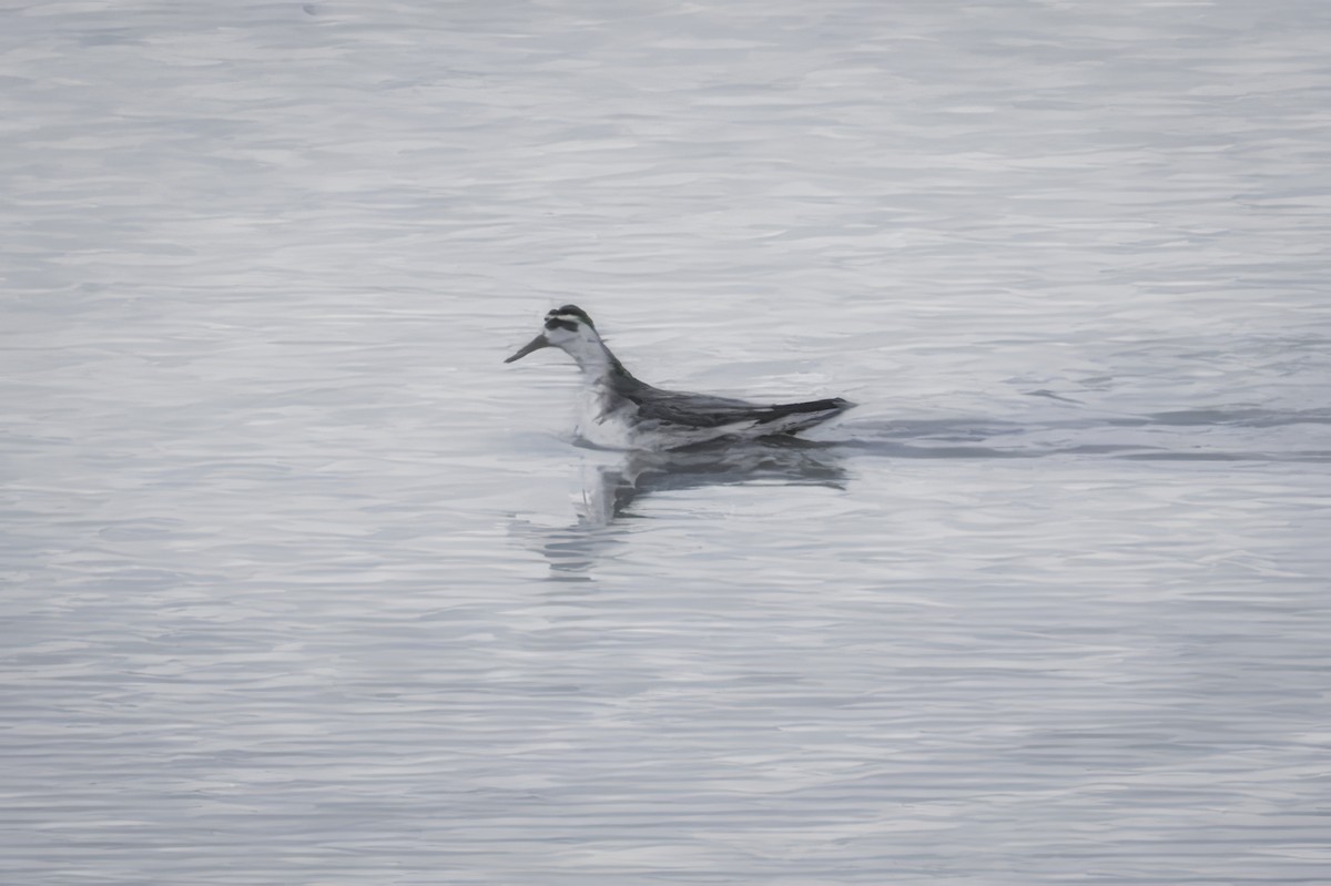 Плавунець плоскодзьобий - ML645612884